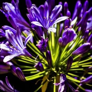 Meet your Posher, Naomi